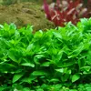 Staurogyne repens - RA koszyk du�y XXL