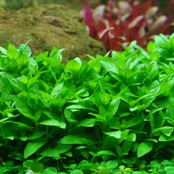 Staurogyne repens - RA koszyk du�y XXL
