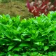 Staurogyne repens - RA koszyk du�y XXL
