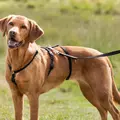 Szelki Stay, S-M: 40-65cm/15mm, czarne
