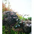 T�o pod�wietlane LED Lightground 60x36cm bia�e