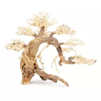 Ton�ce drzewo Bonsai nr 13  60x40cm