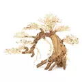 Ton�ce drzewo Bonsai nr 13 70x50cm