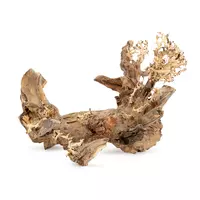 Ton�ce drzewo Bonsai nr 50 50x40cm