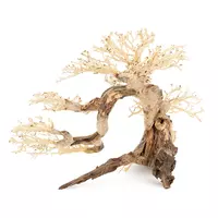 Ton�ce drzewo Bonsai nr 63 80x45cm
