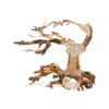Ton�ce drzewo Bonsai nr nr 24 15x12cm
