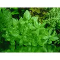 Trichocoronis rivularis (li�� d�bu) - RA koszyk XXL