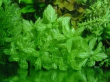 Trichocoronis rivularis (li�� d�bu) - RA koszyk XXL
