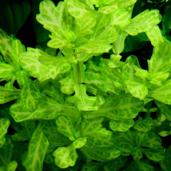 Trichocoronis rivularis (li�� d�bu) - RA koszyk XXL