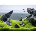 Utricularia graminifolia in-vitro (w �elu)