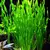 Vallisneria asiatica - RA koszyk duży XXL