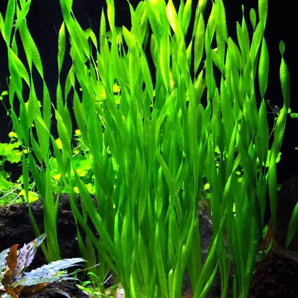 Vallisneria asiatica - RA koszyk du�y XXL