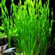 Vallisneria asiatica - RA koszyk du�y XXL