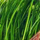 Vallisneria serpentina Tiger - RA (koszyk)