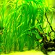 Vallisneria spiralis - RA koszyk XXL