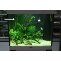 Vallisneria spiralis - RATAJ (koszyk)