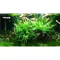 Vallisneria spiralis - RATAJ (koszyk)