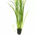 Vallisneria spiralis Tiger - TROPICA (koszyk)