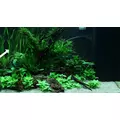 Vallisneria spiralis Tiger - TROPICA (koszyk)