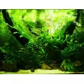 VIMI Accelerator [5000ml] - naw�z w�glowy