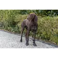 Walker Active Long, buty, dla psa, XS-S, czarne, 2szt./opak