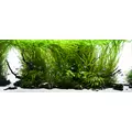 YOKUCHI Gen Fe [30ml] NANO - naw�z �elazowy