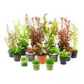 Zestaw 14 ro�lin do akwarium 100l