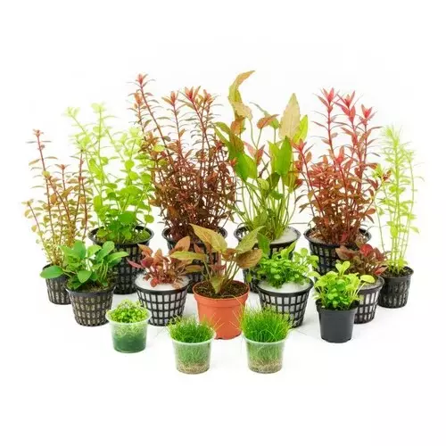 Zestaw 14 ro�lin do akwarium 100l