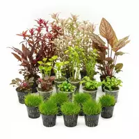 Zestaw 26 roślin do akwarium 300l