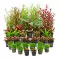 Zestaw 30 ro�lin do akwarium 400l