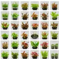 Zestaw 30 ro�lin do akwarium 400l