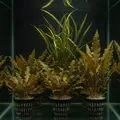 Zestaw 3 kryptokoryn