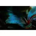 Zestaw 4 Bucephaland z plantacji TROPICA (4 koszyki)