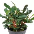 Zestaw 4 Bucephaland z plantacji TROPICA (4 koszyki)