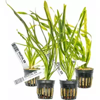 Zestaw 4 kubeczk�w ro�liny Vallisneria