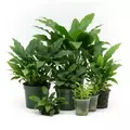 Zestaw 5 anubias�w