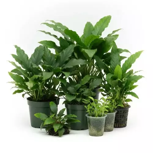 Zestaw 5 anubias�w