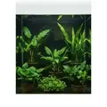 Zestaw 5 anubias�w
