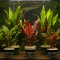 Zestaw 5 echinodorus�w