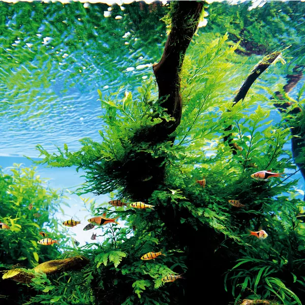 Zestaw 5 koszyk�w Bolbitis heudelotii - TROPICA