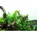 Zestaw 5 koszyk�w Bolbitis heudelotii - TROPICA