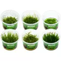 Zestaw 6 kubk�w mch�w in vitro