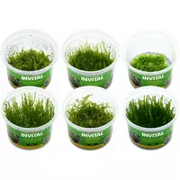 Zestaw 6 kubk�w mch�w in vitro