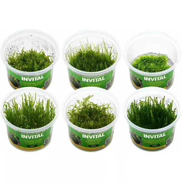 Zestaw 6 kubk�w mch�w in vitro