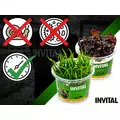 Zestaw 6 kubk�w mch�w in vitro