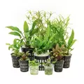 Zestaw 8 ro�lin bez CO2