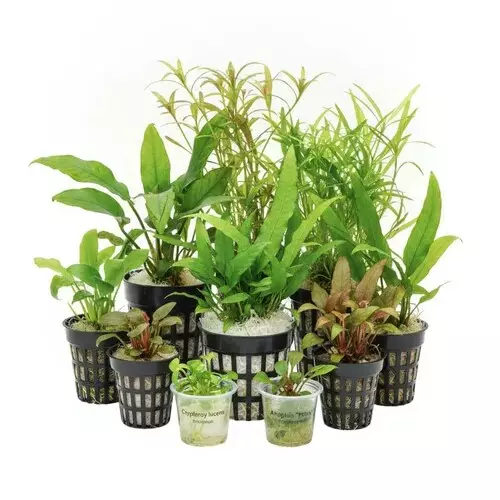 Zestaw 8 ro�lin bez CO2