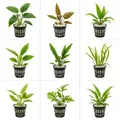 Zestaw 8 ro�lin bez CO2
