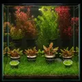 Zestaw 8 ro�lin do akwarium 30l