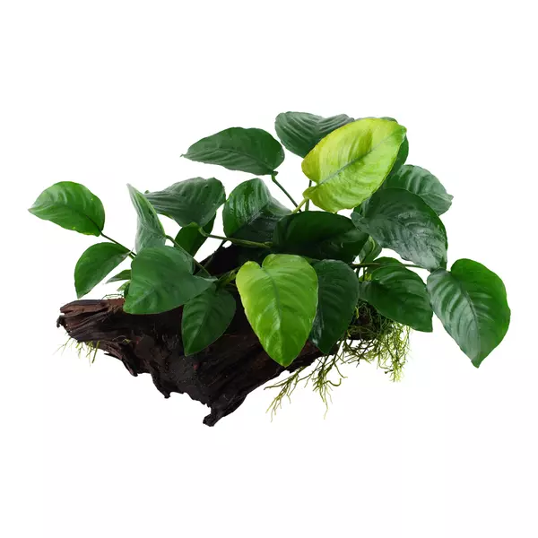 Zestaw dekoracyjny: Anubias barteri (Anubias bartera) - TROPICA (na korzeniu XL)